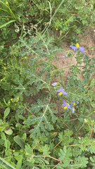 Solanum citrullifolium, photograph author not stated, no rights reserved