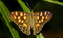 Oreixenica kershawi