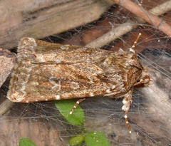 Ectopatria xerampelina