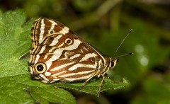 Oreixenica kershawi