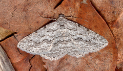 Psilosticha absorpta