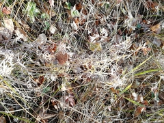 Artemisia dracunculus glauca