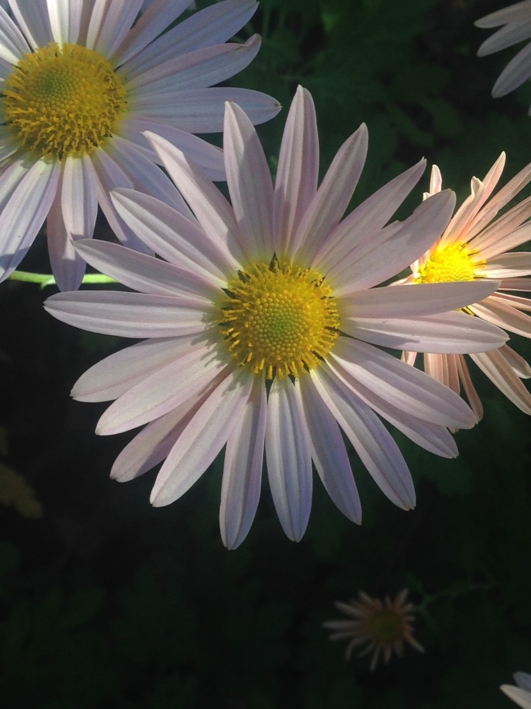 sunflowers, daisies, asters, and allies from Rutgers Gardens on October