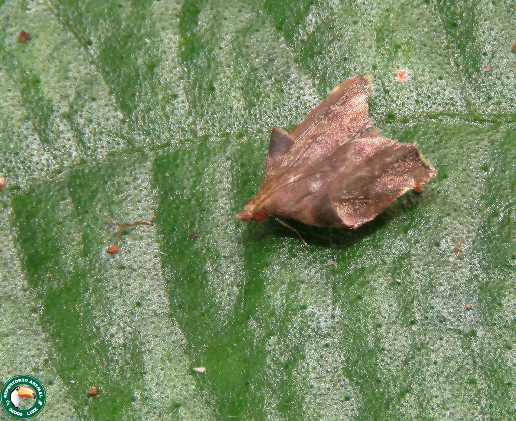 Salobrena rubiginea