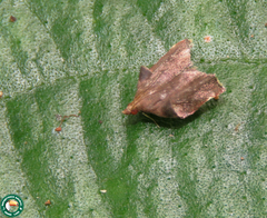 Salobrena rubiginea