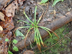 Carex pedunculata