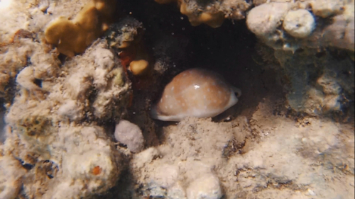 Cypraea camelopardalis observed 2019-08-19