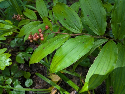 Maianthemum racemosum