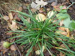 Carex pedunculata