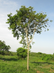 Platymiscium pinnatum