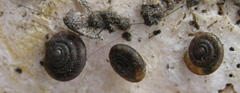 Discus rotundatus