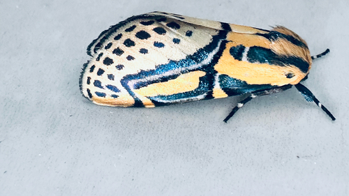 Hieroglyphic Moth