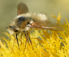Anastoechus barbatus