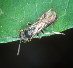 Protandrena andrenoides