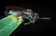 Protandrena andrenoides