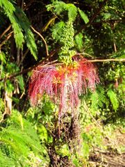 Calliandra houstoniana calothyrsus