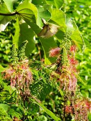 Calliandra houstoniana calothyrsus