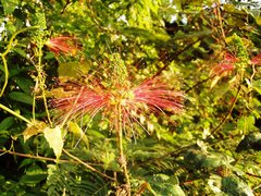 Calliandra houstoniana calothyrsus