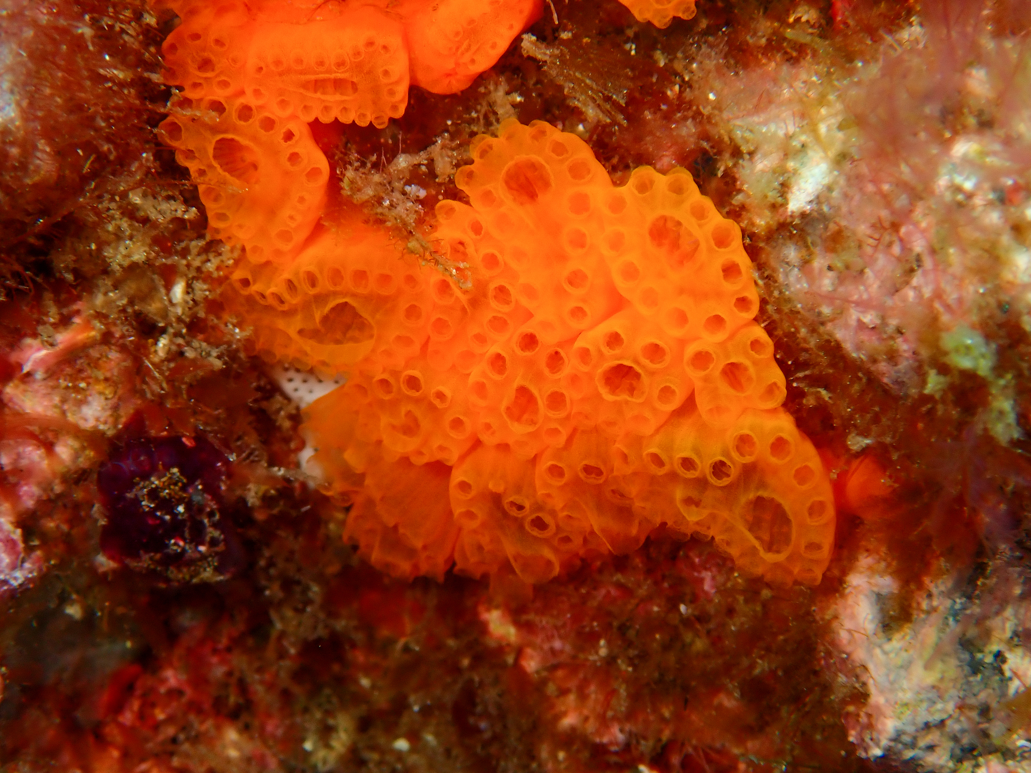 Distaplia corolla Monniot F., 1974