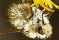 Anastoechus barbatus