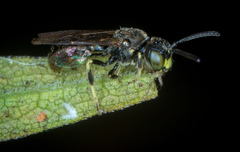 Protandrena andrenoides