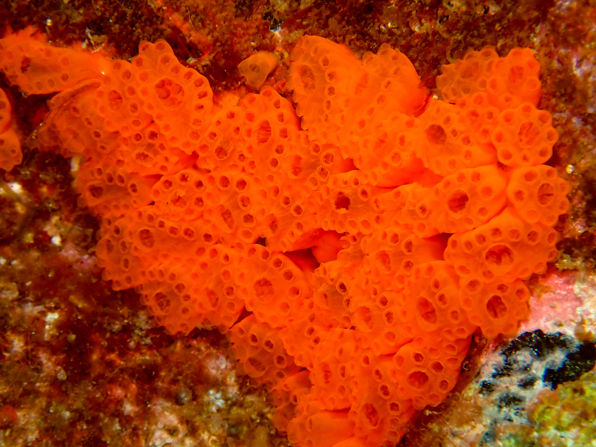 Distaplia corolla Monniot F., 1974