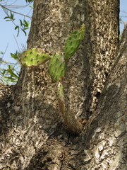 Opuntia caracassana