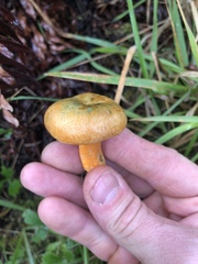 Lactarius rubrilacteus