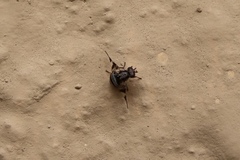 Diptera