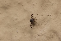 Diptera