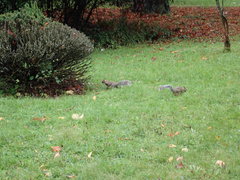 Sciurus carolinensis pennsylvanicus