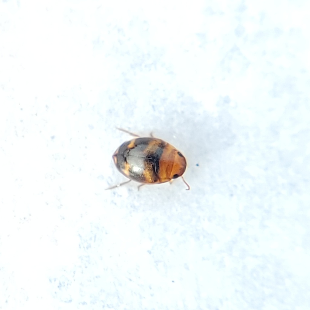 Hydrovatus pustulatus