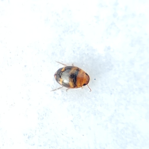 Hydrovatus pustulatus