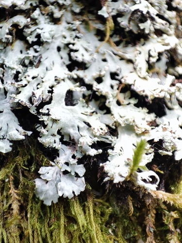 Heterodermia subneglecta