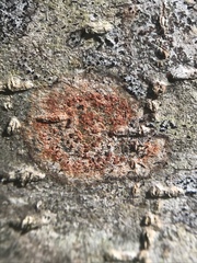 Arthonia cinnabarina