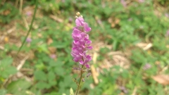 Grona heterocarpos angustifolia