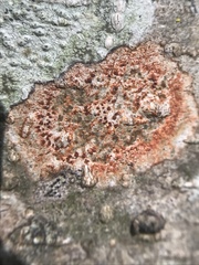 Arthonia cinnabarina