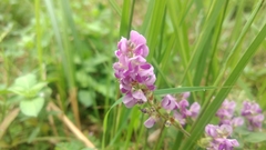 Grona heterocarpos angustifolia