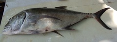 Caranx ignobilis
