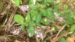 Grona heterocarpos angustifolia