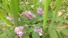 Grona heterocarpos angustifolia