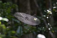 Gasteracantha versicolor