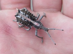 Leptopius clavus