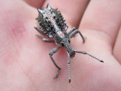 Leptopius clavus