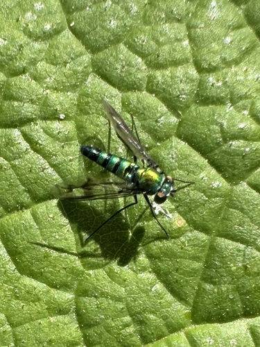Unknown species found near City of Rocks National Reserve, Oakley, ID, US