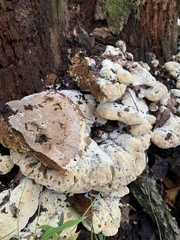 Pseudoinonotus