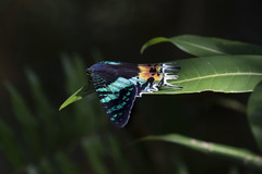 Chrysiridia rhipheus