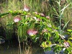 Calliandra tergemina