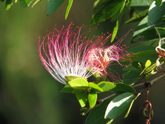 Calliandra tergemina