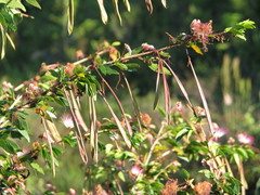 Calliandra tergemina